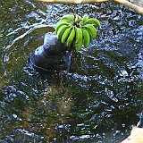 Costa Rica20150401-1950-0623